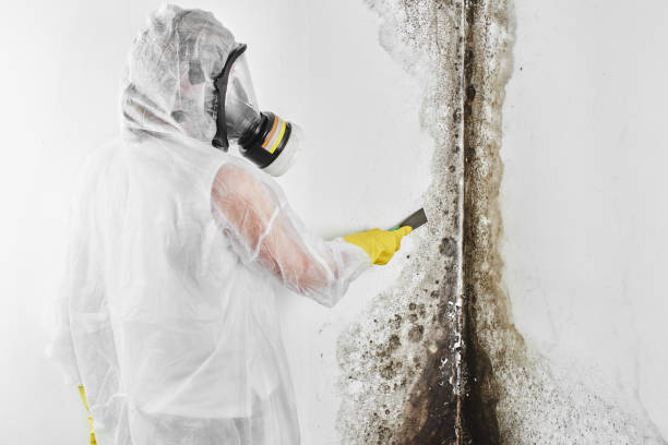 Best Industrial Mold Remediation in Hebron, IN