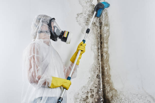 Best White Mold Remediation in Hebron, IN