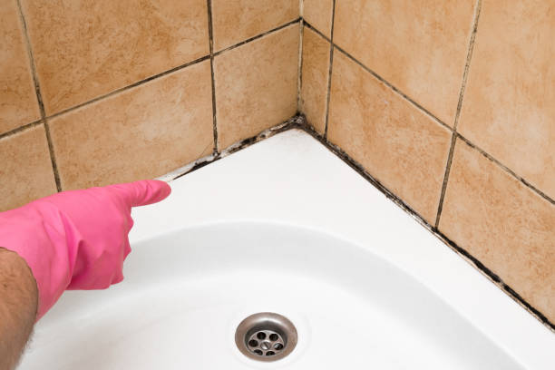 Best Bathroom Mold Remediation in Hebron, IN
